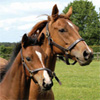 Irish National Stud